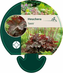 Heuchera 'Cassis' P9
