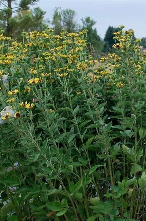 Rudbeckia subtomentosa 'Little Henry' P9 - afbeelding 2