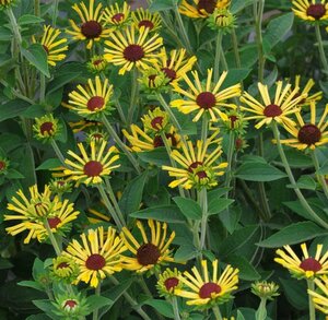 Rudbeckia subtomentosa 'Little Henry' P9 - afbeelding 4
