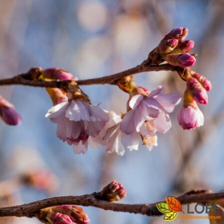 Prunus subhirtella 'Autumnalis Rosea' 250/275 KL. Meerstammig - afbeelding 1