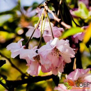 Prunus subhirtella 'Autumnalis Rosea' 250/275 KL. Meerstammig - afbeelding 3