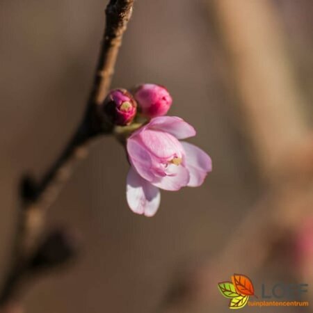 Prunus subhirtella 'Autumnalis Rosea' 250/275 KL. Meerstammig - afbeelding 4