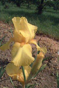 Iris (G) 'Ola Kala' P9