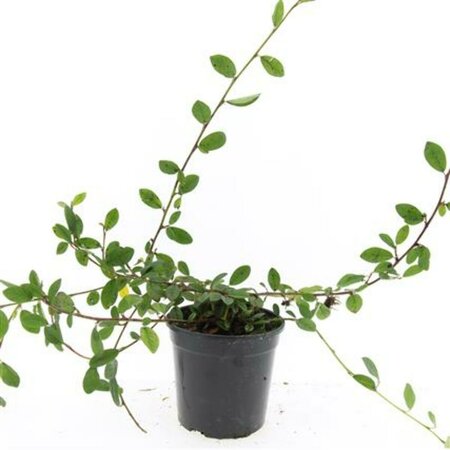 Cotoneaster dammeri 'Gelre' C1.5 - afbeelding 1