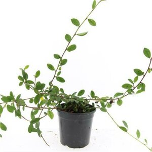 Cotoneaster dammeri 'Gelre' C1.5 - afbeelding 1