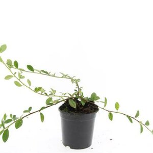Cotoneaster dammeri 'Gelre' C1.5 - afbeelding 2