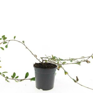 Cotoneaster dammeri 'Gelre' C1.5 - afbeelding 3