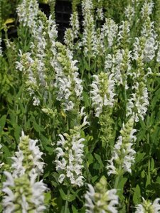 Salvia nemorosa 'Schneehügel' C1.5 - afbeelding 3