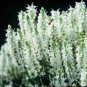 Salvia nemorosa 'Schneehügel' C1.5 - afbeelding 1