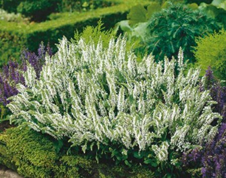 Salvia nemorosa 'Schneehügel' C1.5 - afbeelding 4