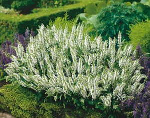 Salvia nemorosa 'Schneehügel' C1.5 - afbeelding 4
