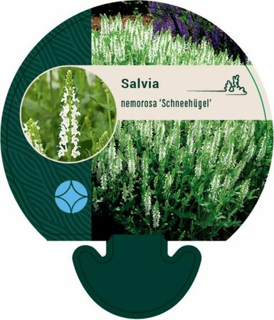 Salvia nemorosa 'Schneehügel' C1.5 - afbeelding 2