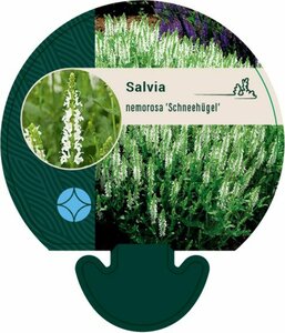 Salvia nemorosa 'Schneehügel' C1.5 - afbeelding 2