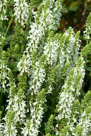 Salvia nemorosa 'Schneehügel' C1.5 - afbeelding 5