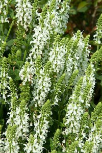 Salvia nemorosa 'Schneehügel' C1.5 - afbeelding 5