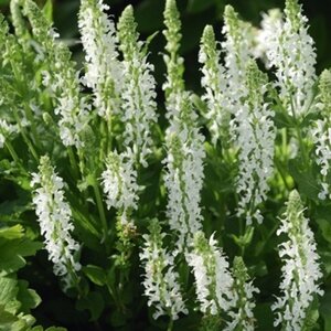 Salvia nemorosa 'Schneehügel' C1.5 - afbeelding 6