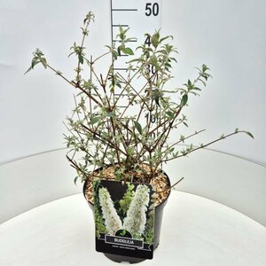 Buddleja davidii 'White Profusion' C3 - afbeelding 5