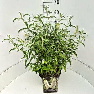 Buddleja davidii 'White Profusion' C3 - afbeelding 2