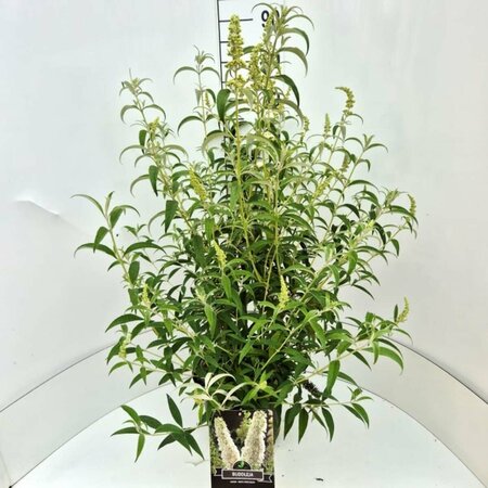 Buddleja davidii 'White Profusion' C3 - afbeelding 4