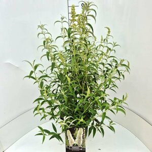 Buddleja davidii 'White Profusion' C3 - afbeelding 4
