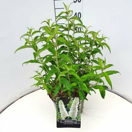 Buddleja davidii 'White Profusion' C3 - afbeelding 6