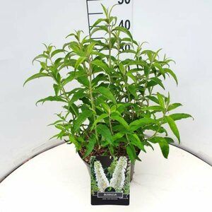 Buddleja davidii 'White Profusion' C3 - afbeelding 6
