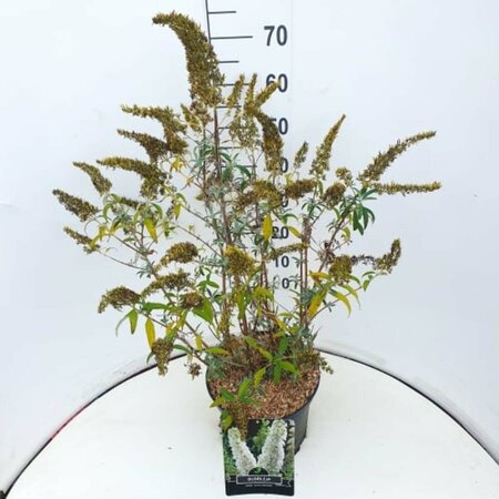 Buddleja davidii 'White Profusion' C3 - afbeelding 3