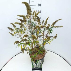 Buddleja davidii 'White Profusion' C3 - afbeelding 3