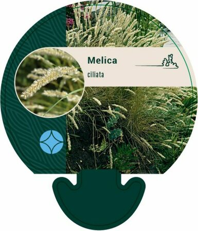 Melica ciliata C2