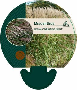 Miscanthus sin. 'Yakushima Dwarf' P9 - afbeelding 2