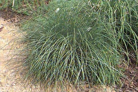 Miscanthus sin. 'Yakushima Dwarf' P9 - afbeelding 1