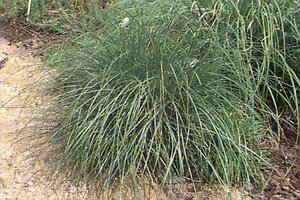 Miscanthus sin. 'Yakushima Dwarf' P9 - afbeelding 1