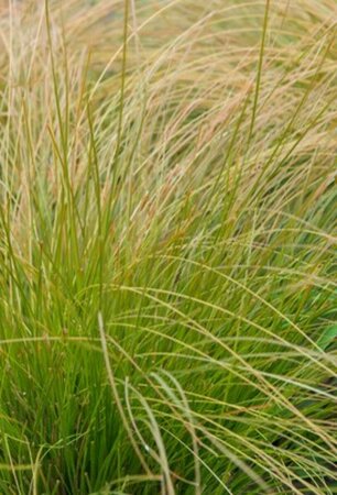 Carex comans 'Bronze Form' P9 - afbeelding 2
