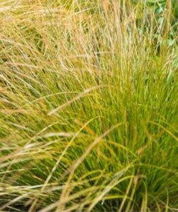 Carex comans 'Bronze Form' P9 - afbeelding 3