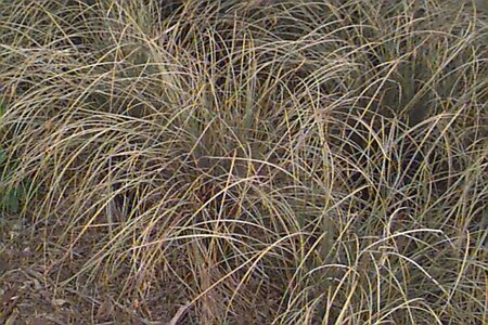 Carex comans 'Bronze Form' P9 - afbeelding 1