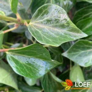 Hedera helix 'Arborescens' 50/60 C.  - afbeelding 1
