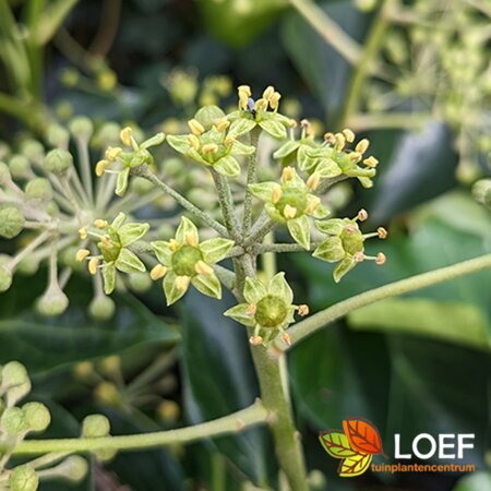 Hedera helix 'Arborescens' 50/60 C.  - afbeelding 2