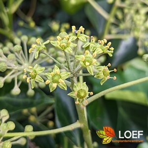 Hedera helix 'Arborescens' 50/60 C.  - afbeelding 2