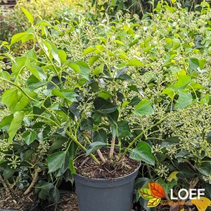 Hedera helix 'Arborescens' 50/60 C.  - afbeelding 3