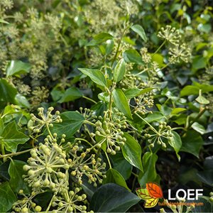 Hedera helix 'Arborescens' 50/60 C.  - afbeelding 4