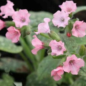 Pulmonaria saccharata 'Dora Bielefeld' P9