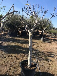Ficus carica 80/100 C. - afbeelding 3