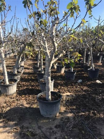 Ficus carica 80/100 C. - afbeelding 4