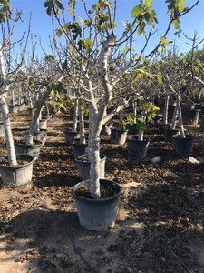 Ficus carica 80/100 C. - afbeelding 4