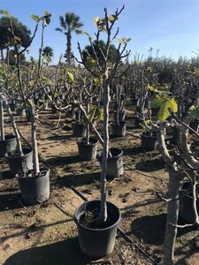 Ficus carica 80/100 C. - afbeelding 2