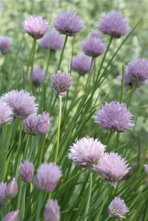 Allium schoenoprasum P13 BIO - afbeelding 2