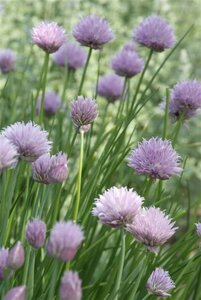 Allium schoenoprasum P13 BIO - afbeelding 2