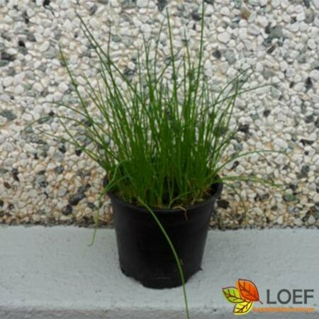 Allium schoenoprasum P13 BIO - afbeelding 3