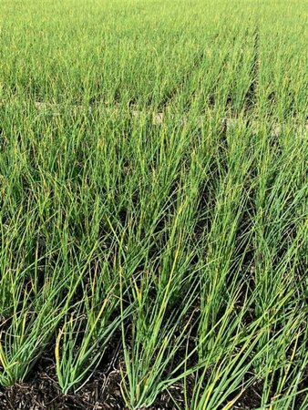 Allium schoenoprasum P13 BIO - afbeelding 5