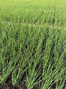 Allium schoenoprasum P13 BIO - afbeelding 5